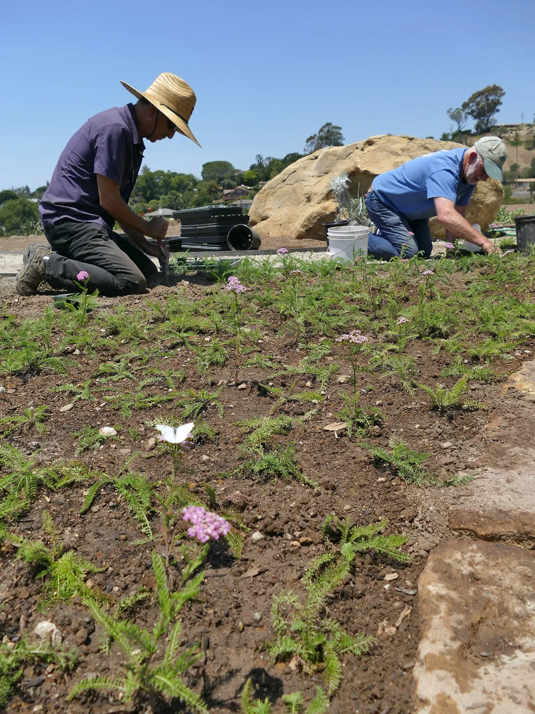Volunteers and staff planting the new Island View Garden