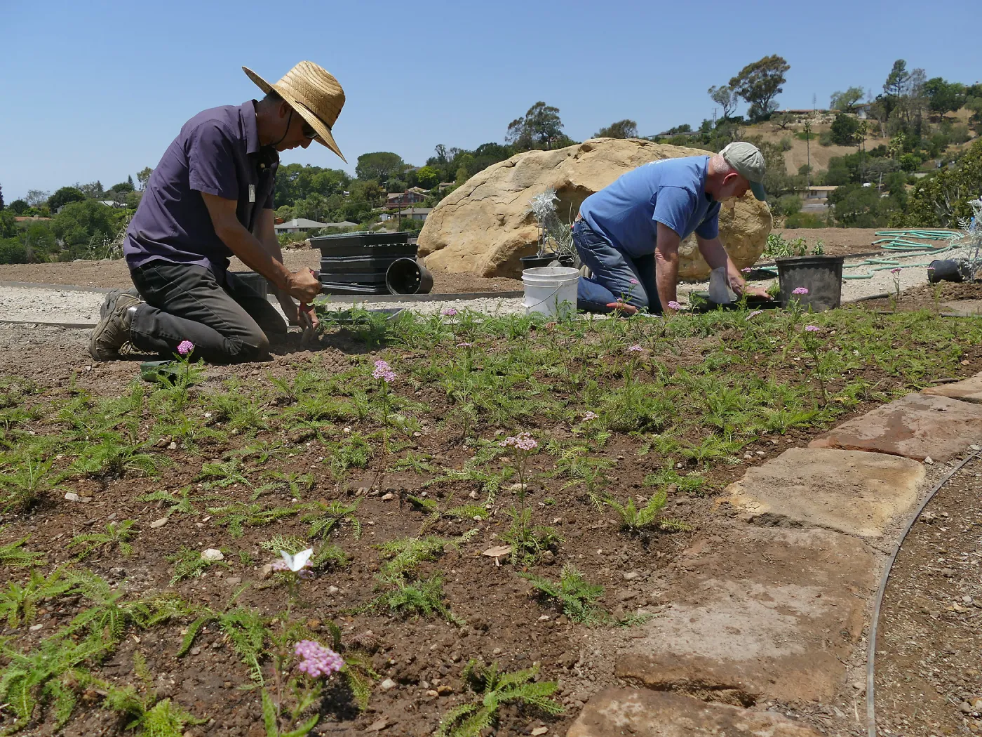 Volunteers and staff planting the new Island View Garden