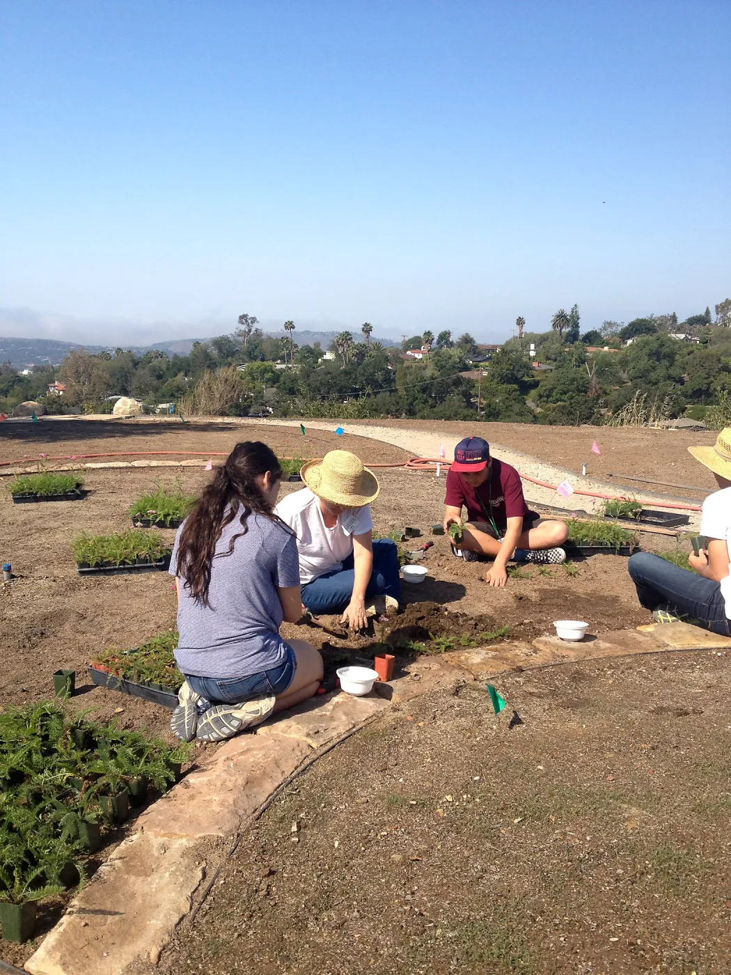 Volunteers planting the new Island View Garden