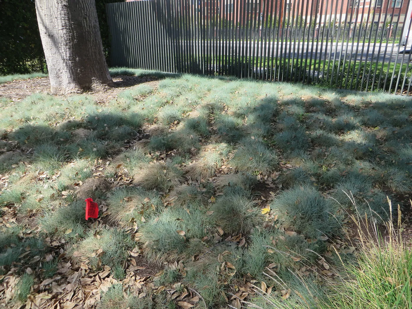 Natural History Museum of Los Angeles, Nature Gardens, Festuca