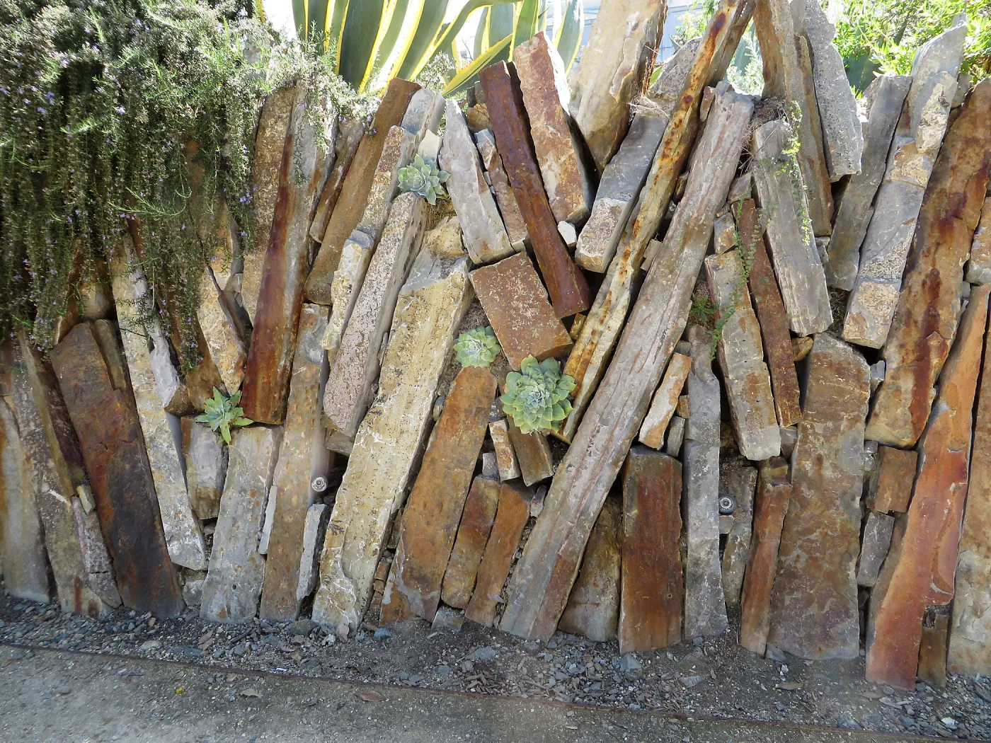 Natural History Museum of Los Angeles, Nature Gardens, Rock Walls with Dudleya (liveforevers)