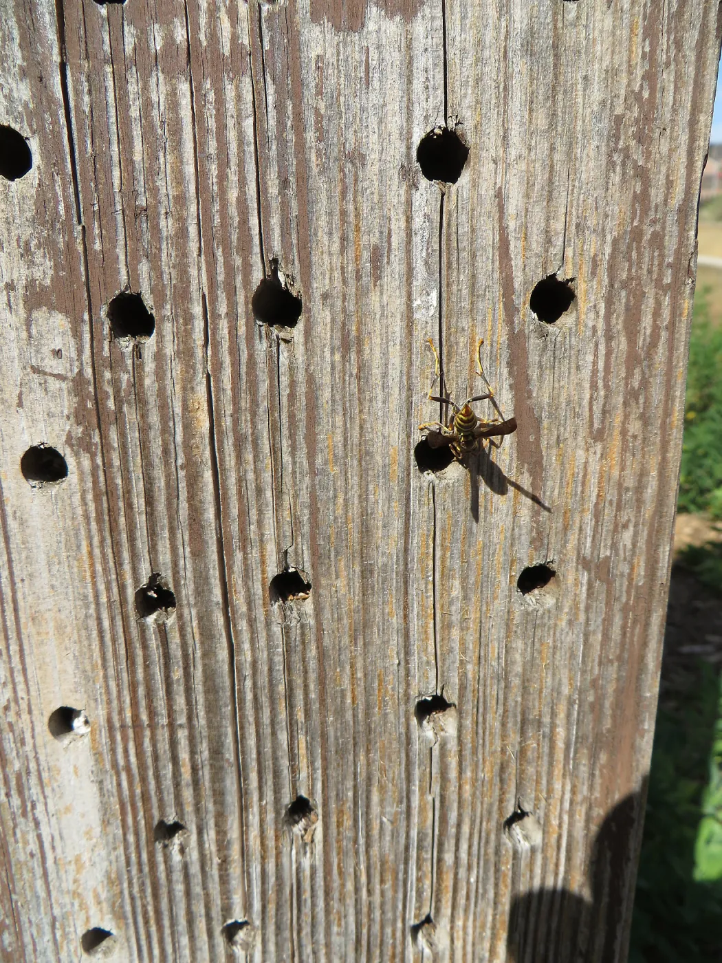 Natural History Museum of Los Angeles, Nature Gardens, Bee Motel