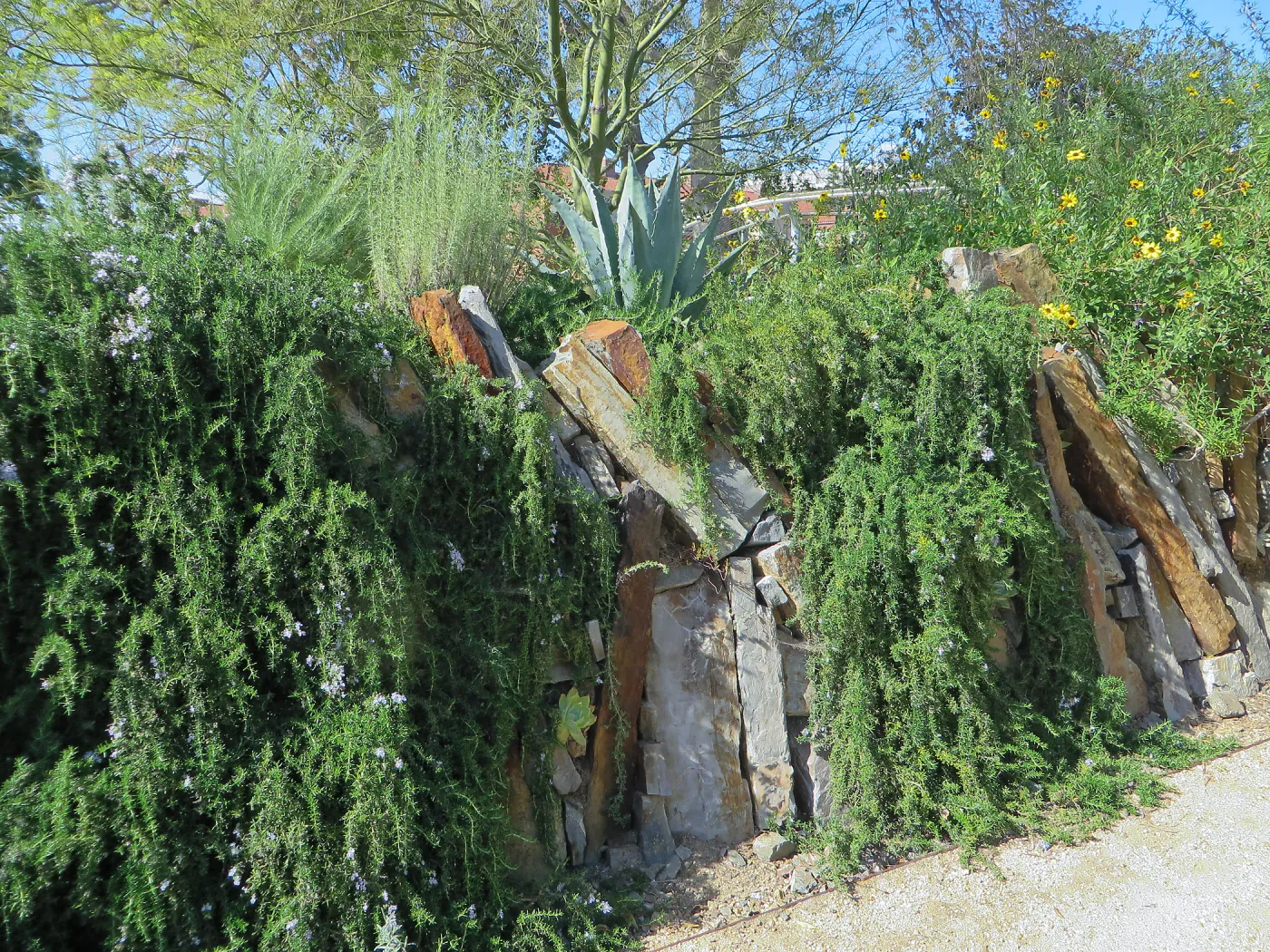 Natural History Museum of Los Angeles, Nature Gardens, Rosemary spilling over rock wall with Agave and Dudleya