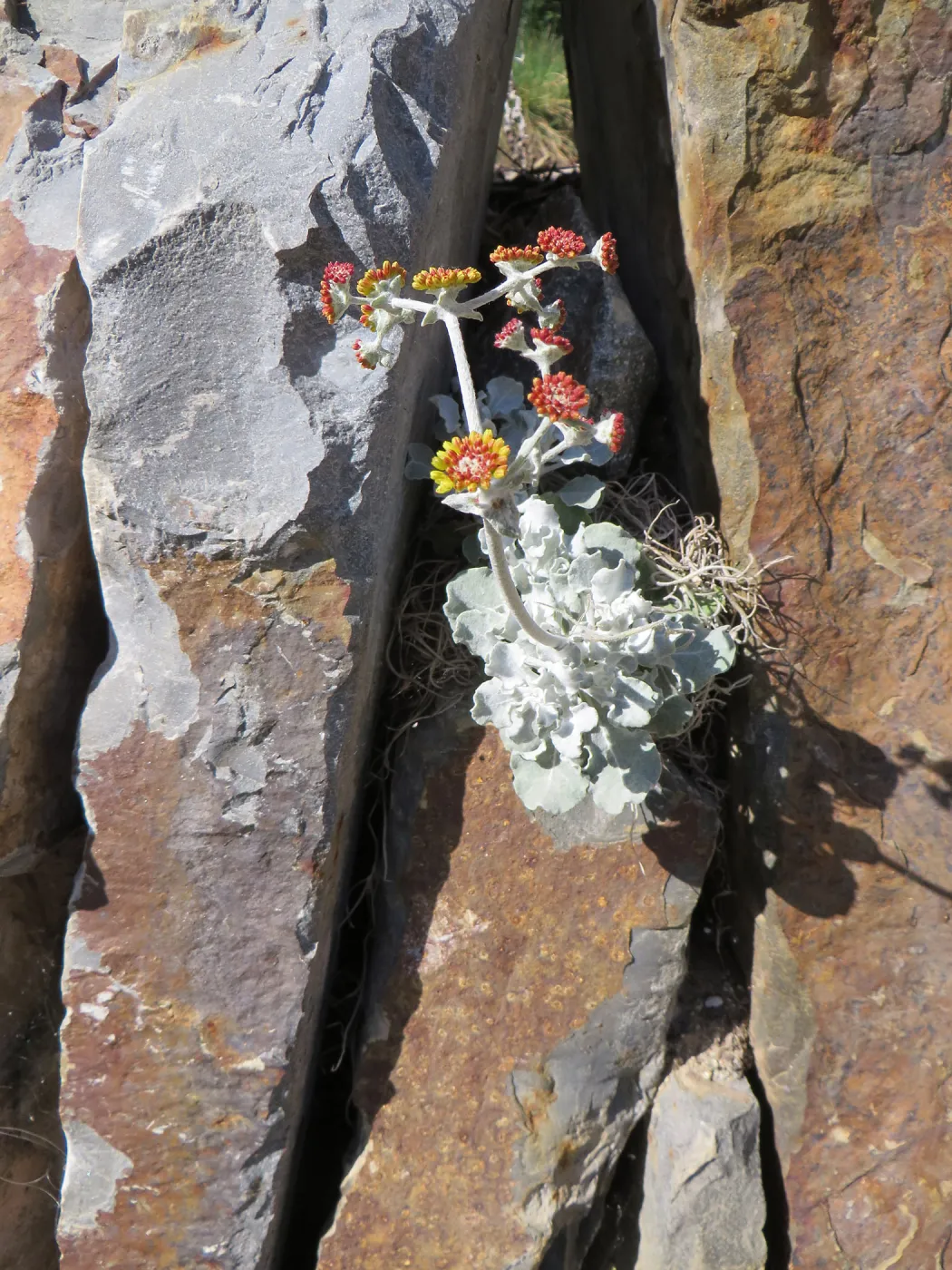 Natural History Museum of Los Angeles, Nature Gardens, Eriogonum crocatum