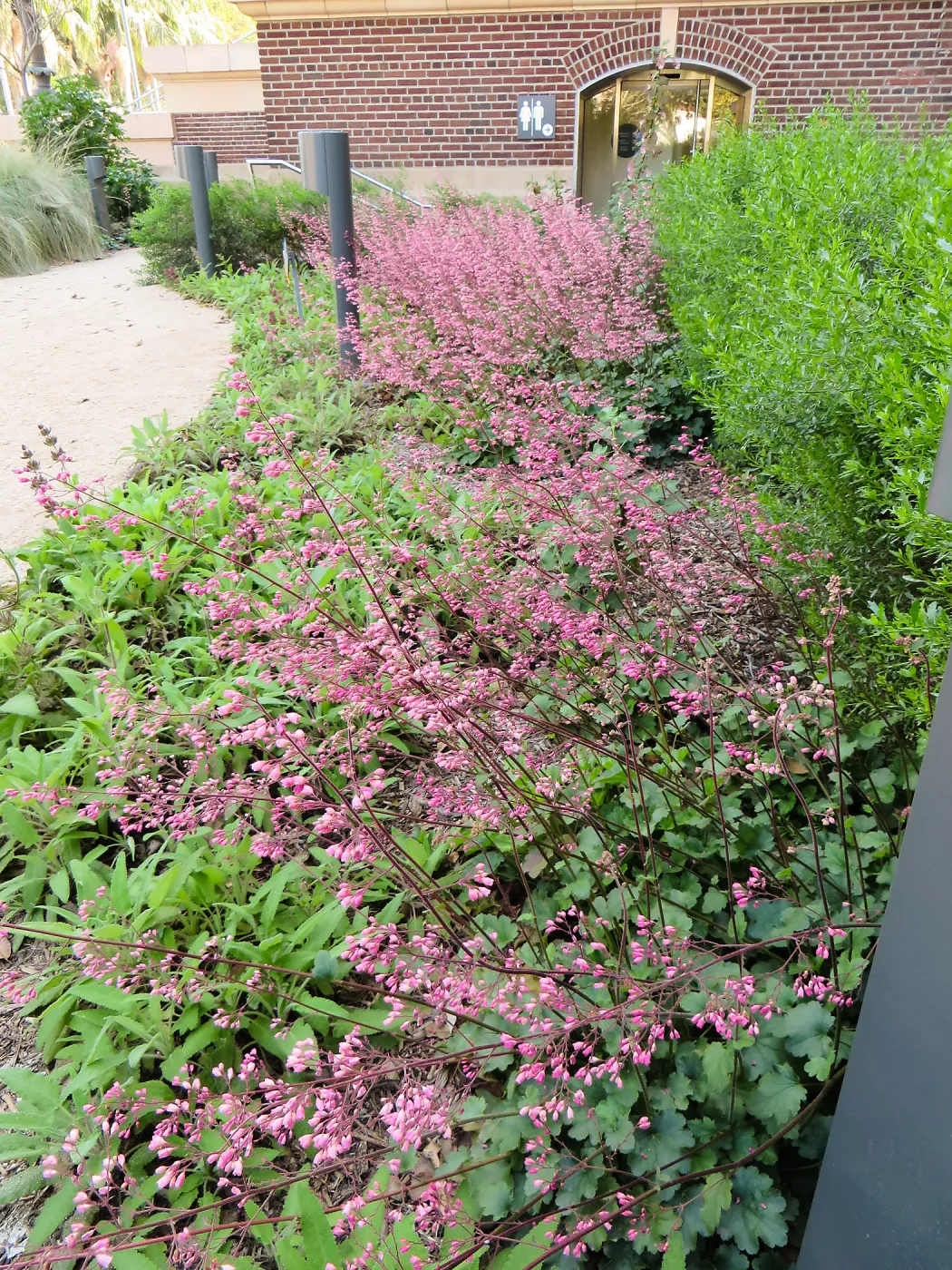 Natural History Museum of Los Angeles, Nature Gardens, Heuchera