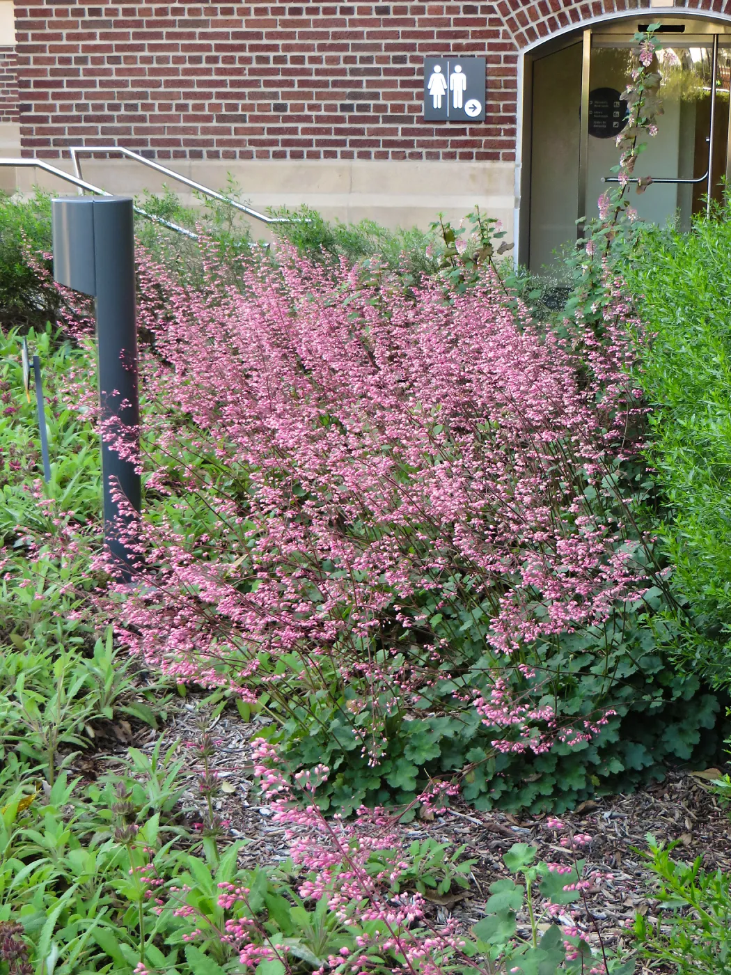 Natural History Museum of Los Angeles, Nature Gardens, Heuchera