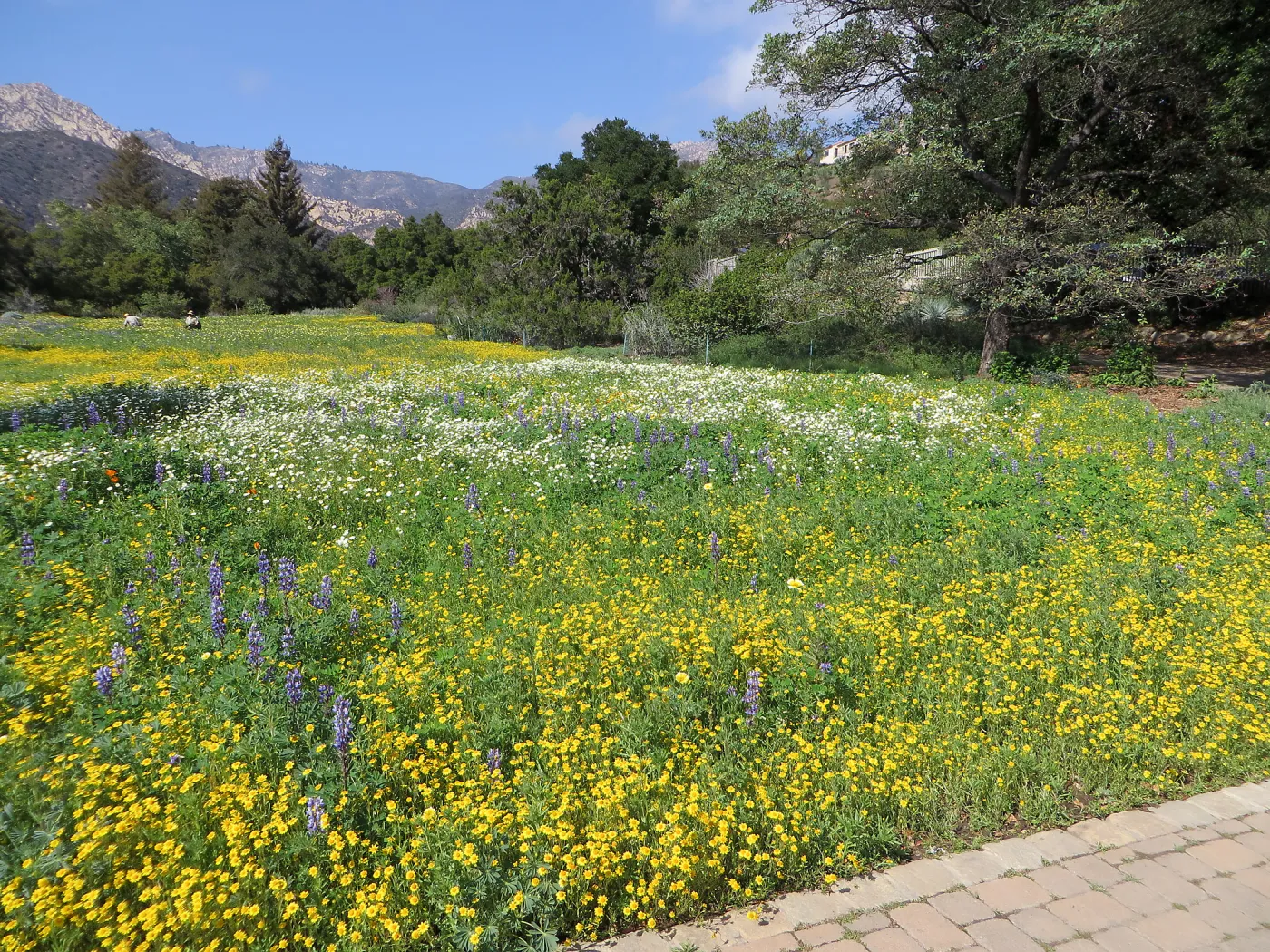 SBBG Meadow, Gold Feilds, Succulent Lupine, White Layia