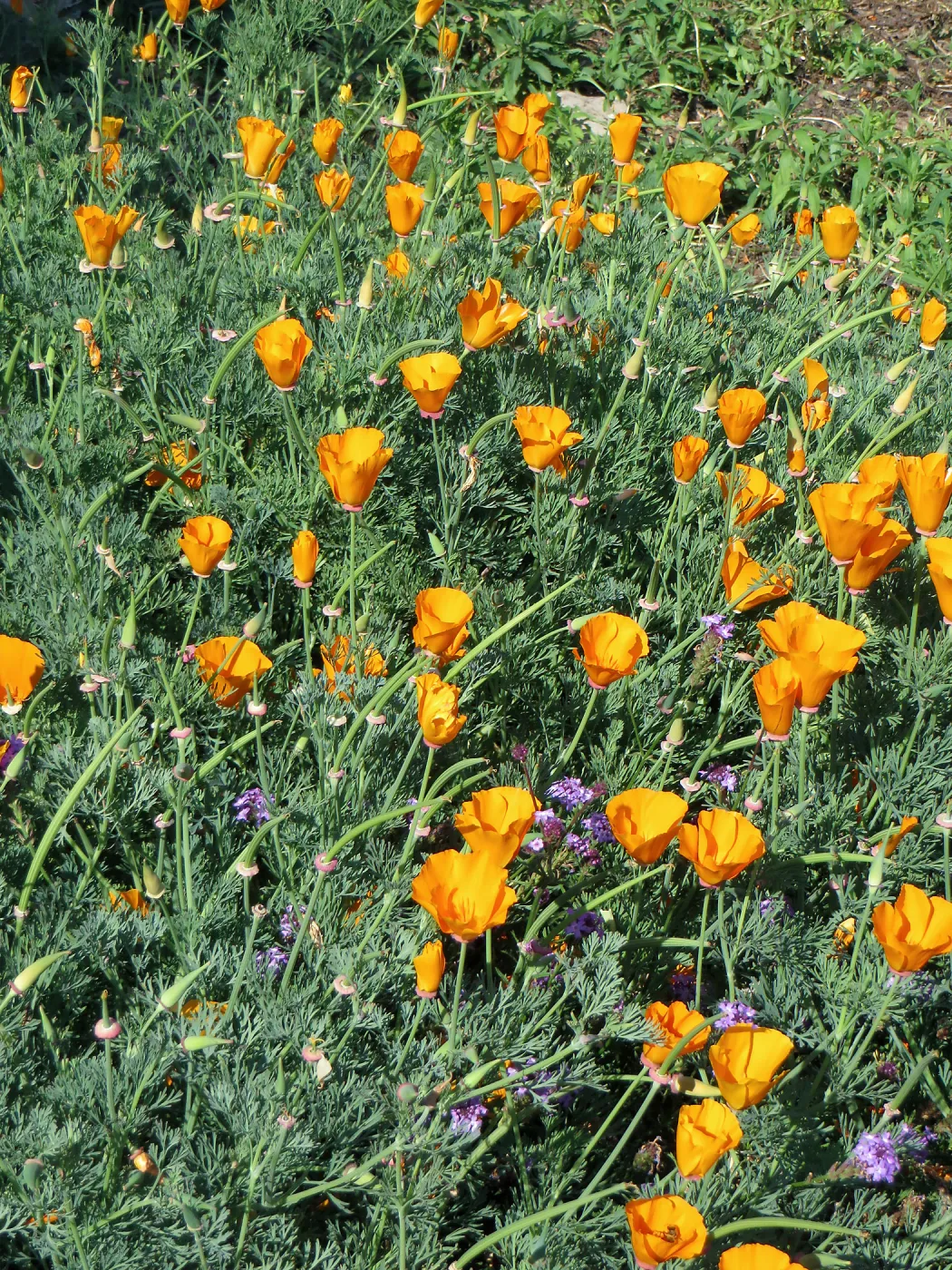 SBBG Poppies and Verbena
