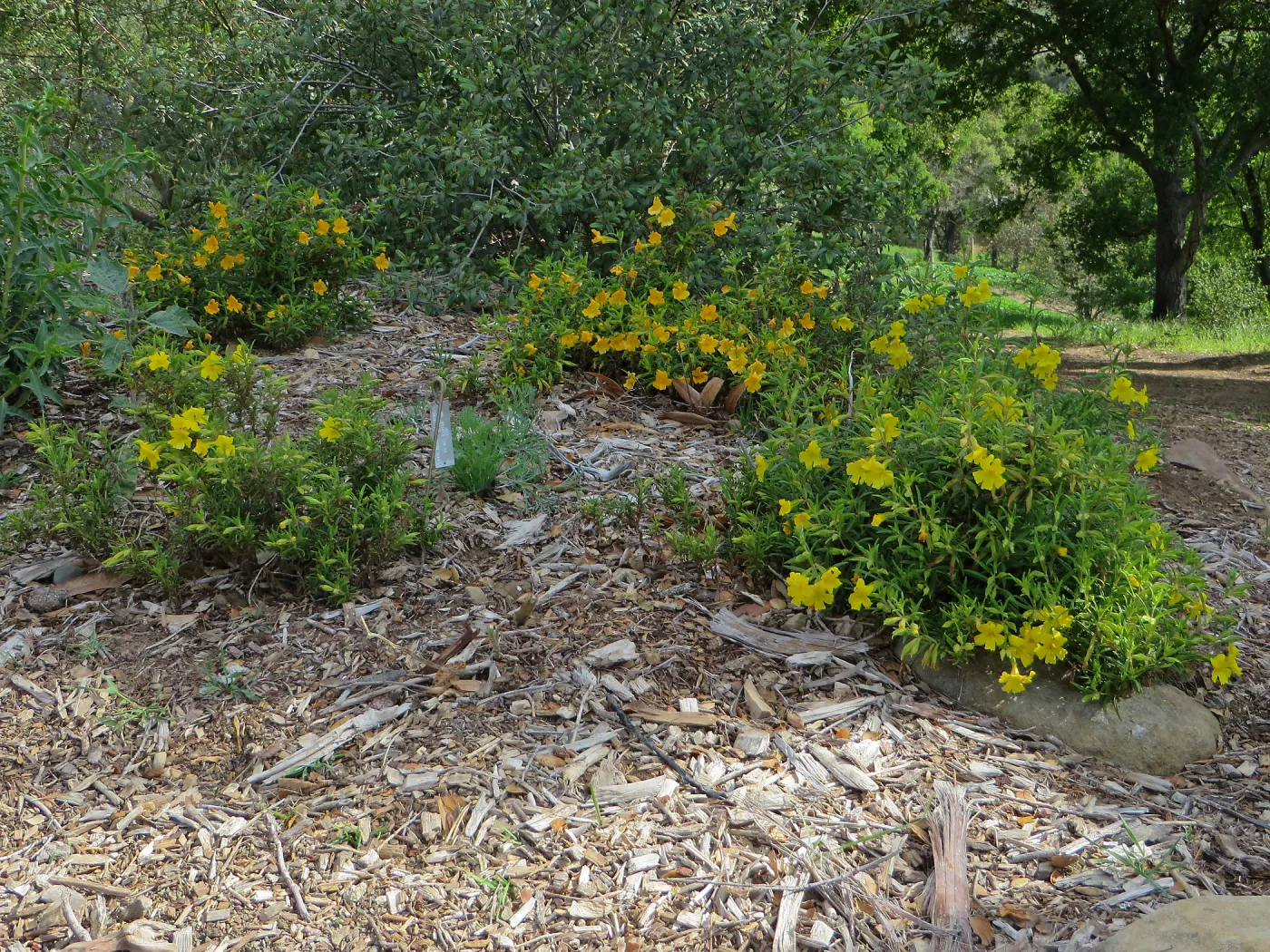 SBBG, Porter Trail, Mimulus â€˜Jelly Bean Gold' & â€˜Jelly Bean Yellow'