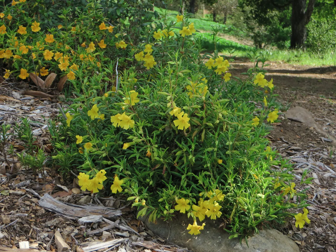 SBBG, Porter Trail, Mimulus â€˜Jelly Bean Gold' & â€˜Jelly Bean Yellow'