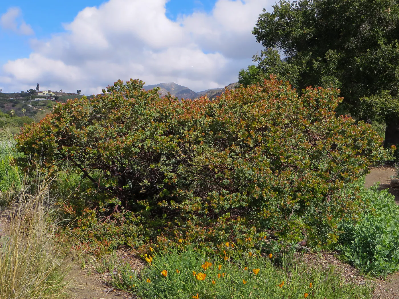 SBBG, Porter Trail, Arctostaphylos Canyon Blush