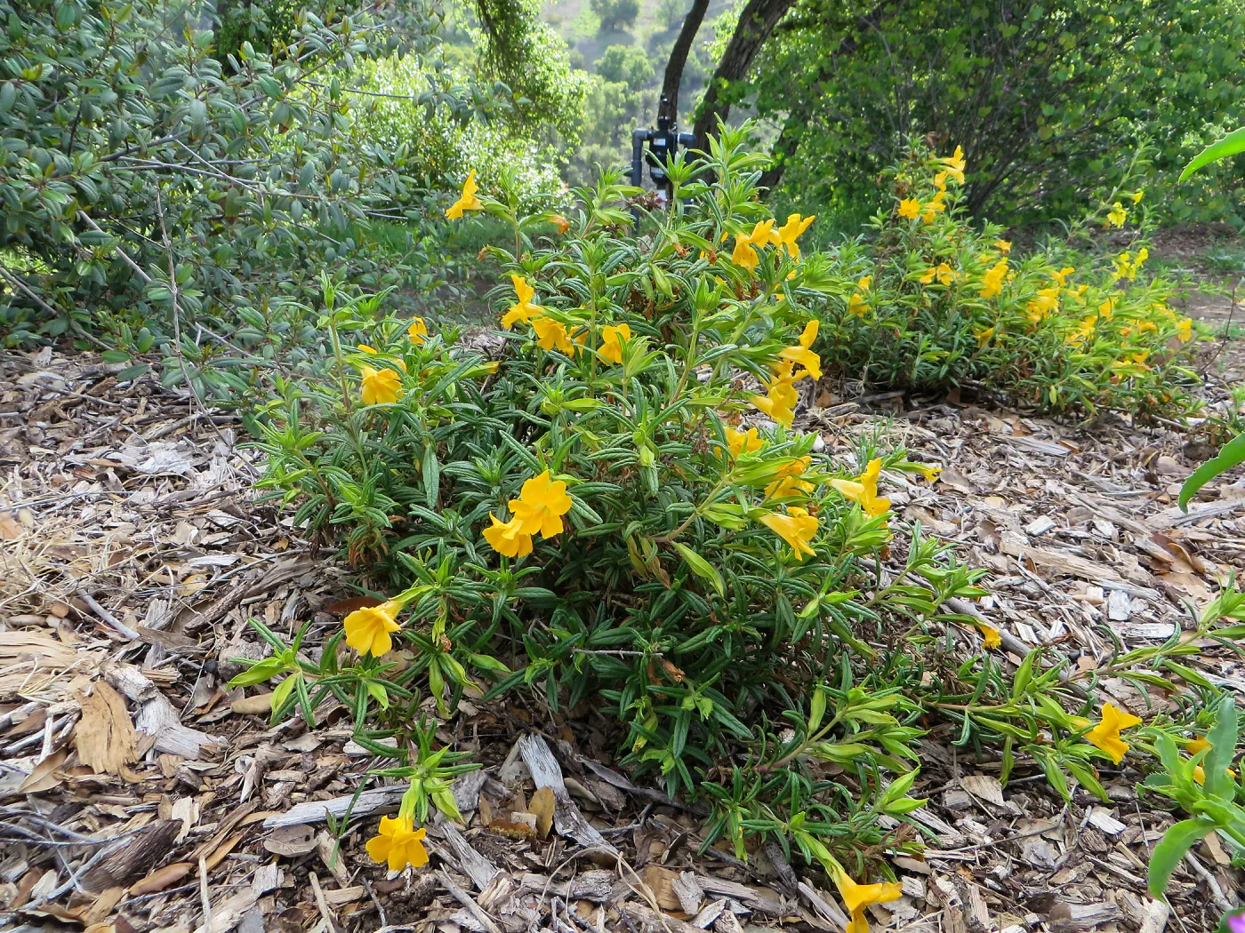 SBBG, Porter Trail, Mimulus â€˜Jelly Bean Gold'