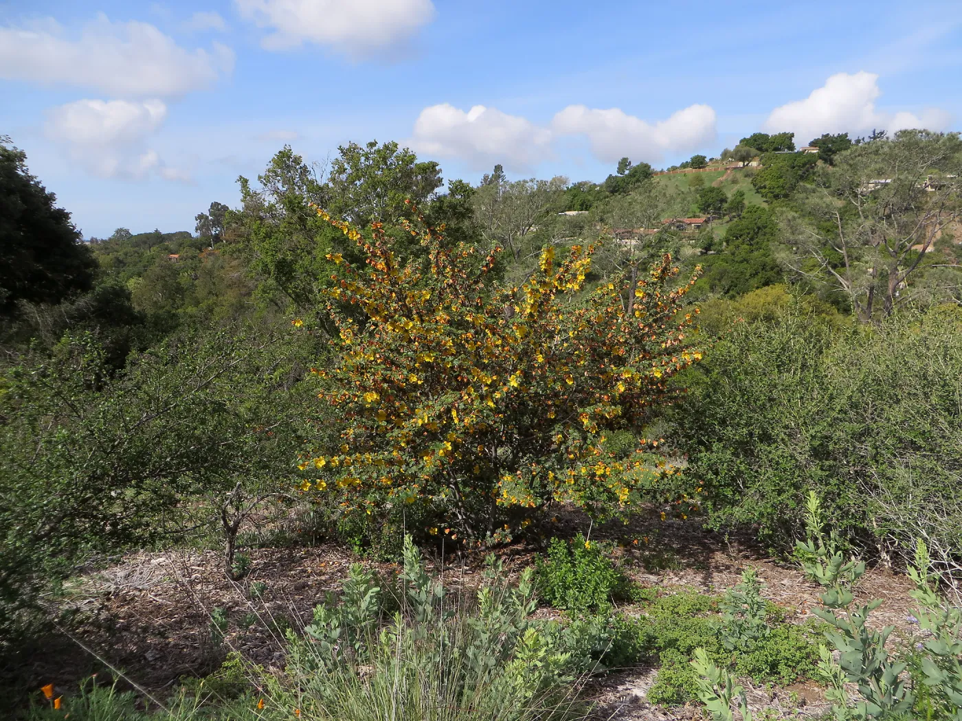 SBBG, Porter Trail ,Fremontodendron