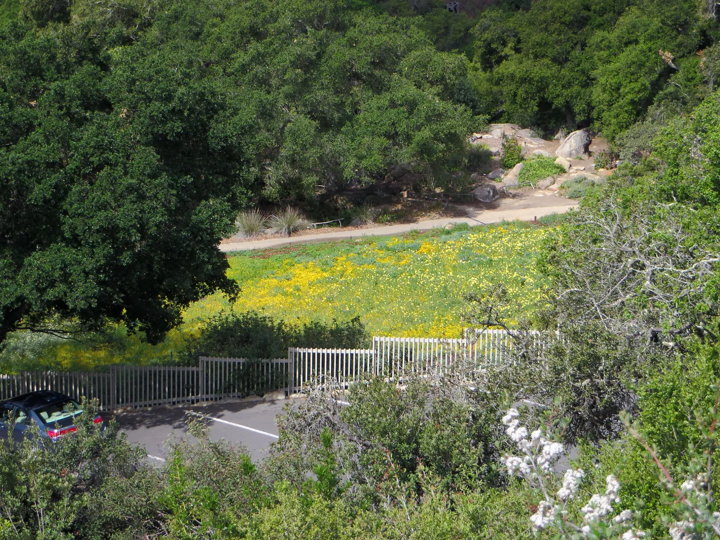SBBG,Looking across parking lot to to the Meadow.