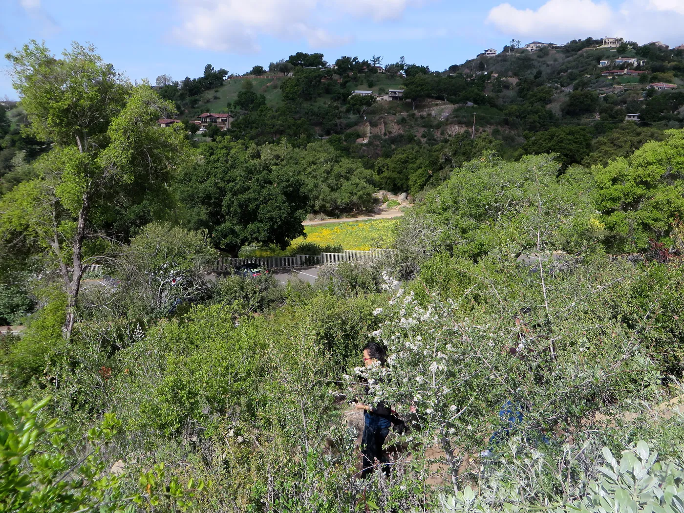 SBBG, Meadow, Gold Fields, Succulent Lupine, Tidy Tips