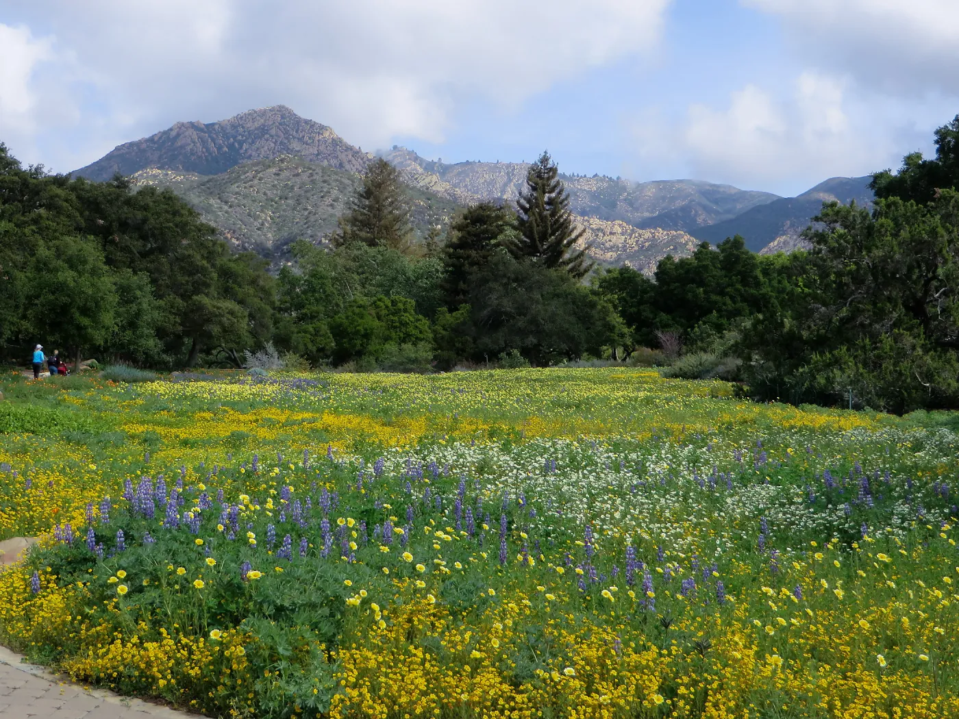 SBBG, Meadow, Gold Fields, Succulent Lupine, Tidy Tips
