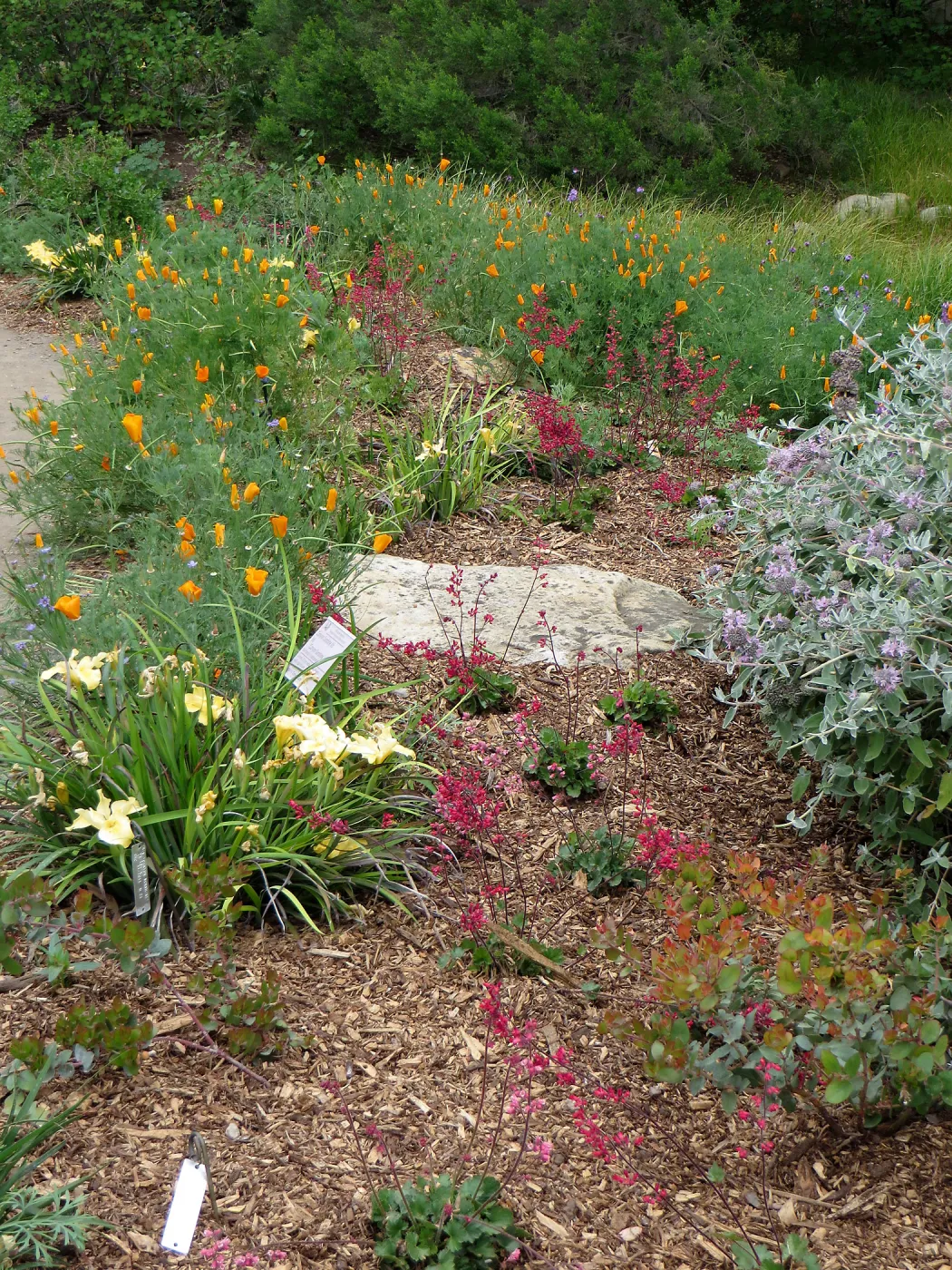 SBBG, Ground Cover display, Heuchera (Alumroot), Iris, Poppies, Salvia (Sage)
