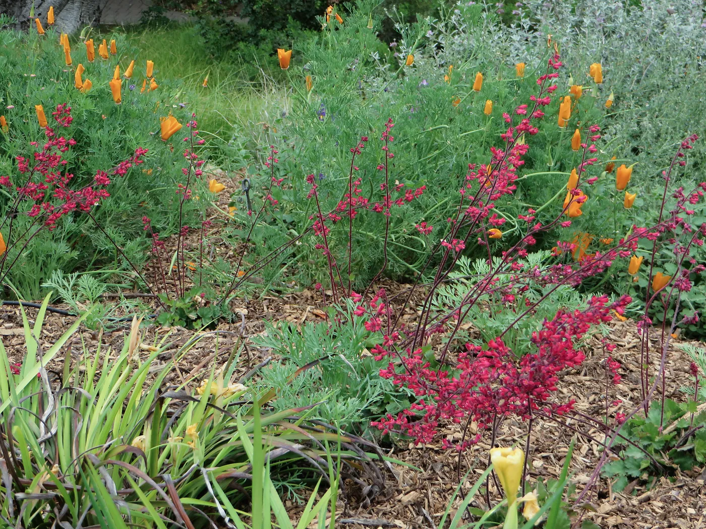 SBBG, Ground Cover display, Heuchera (Coral bells), Iris, Poppies, Salvia (sage)