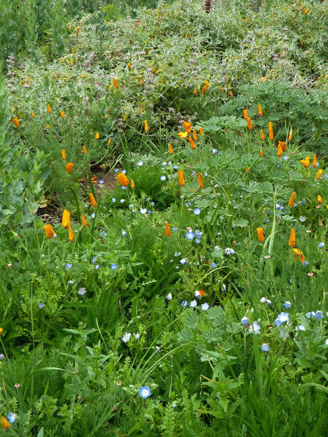 SBBG, Ground Cover display, Baby Blue Eyes, Poppies, Salvia (sage)