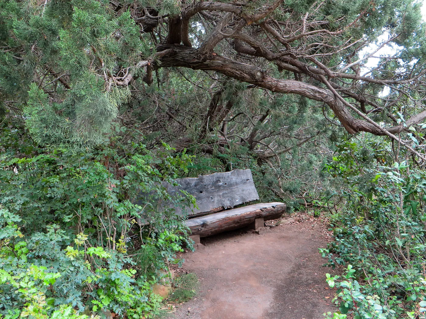 SBBG, Bench at base of Meadow, near old Information Kiosk