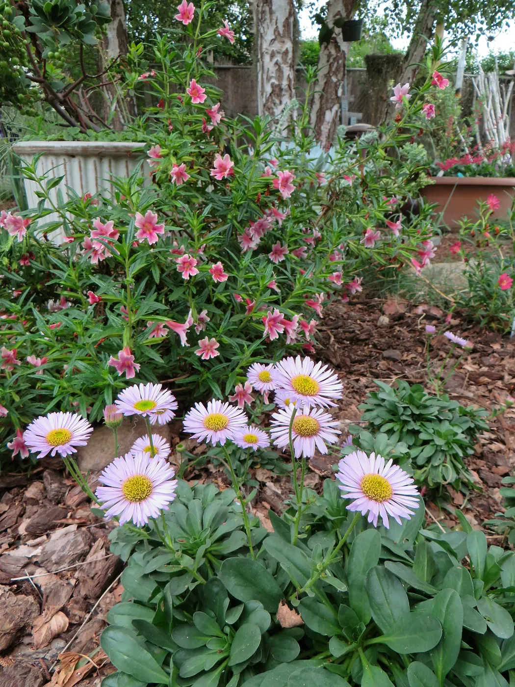 Betsys home garden, Erigeron and Mimulus â€˜Jellybean Purple Pink'