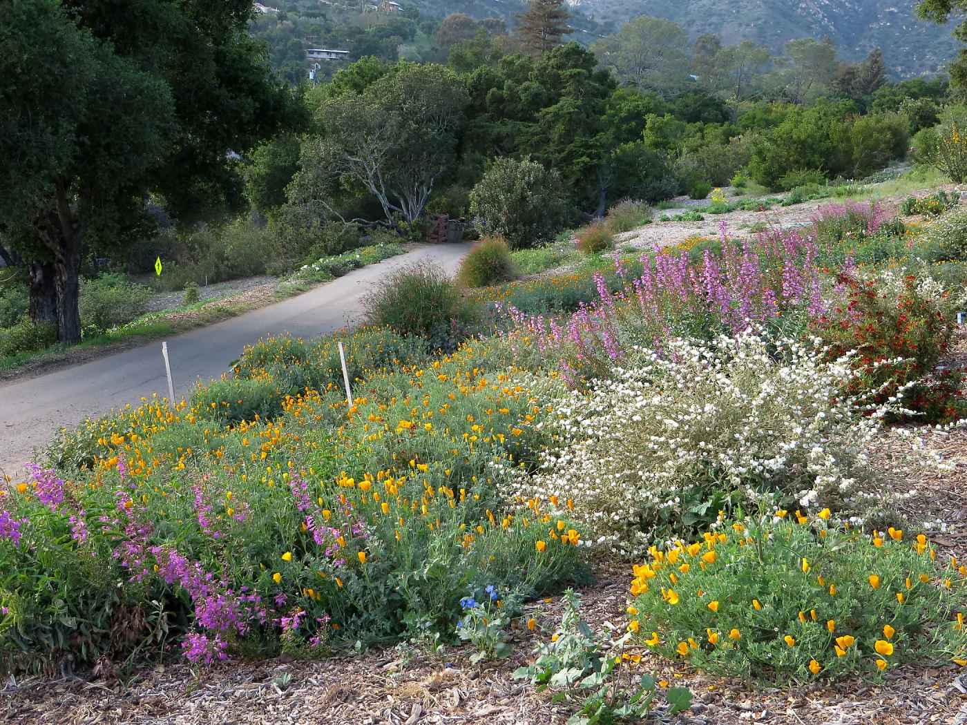 Plant Intro Program trial bed along Southwest Trail