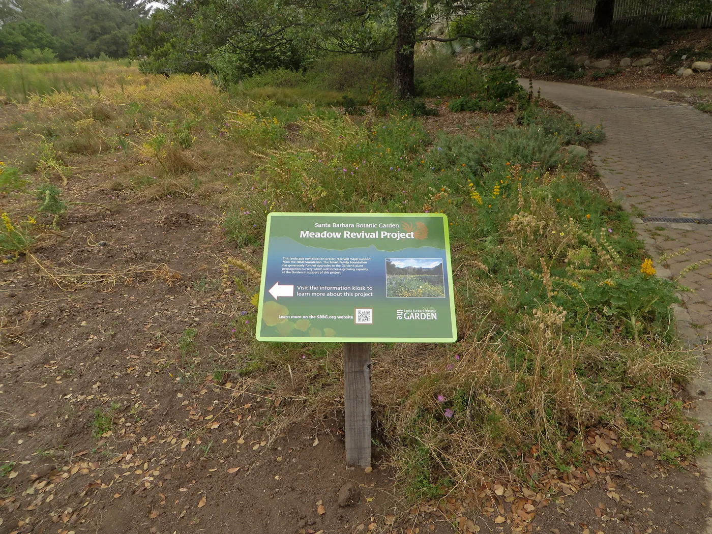 SBBG Meadow revival project