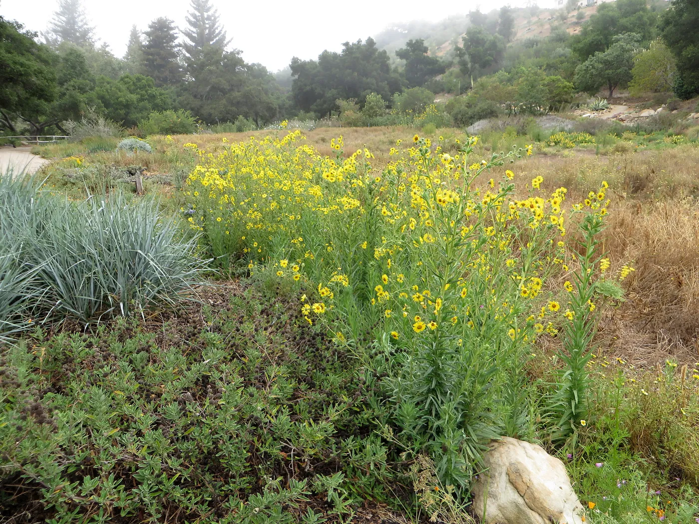 SBBG Meadow with Leymus Canyon Prince and Madia elegans