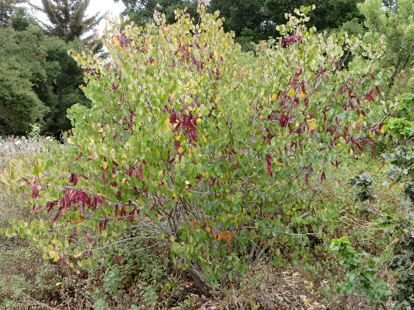 Cercis occidentalis with seed pods