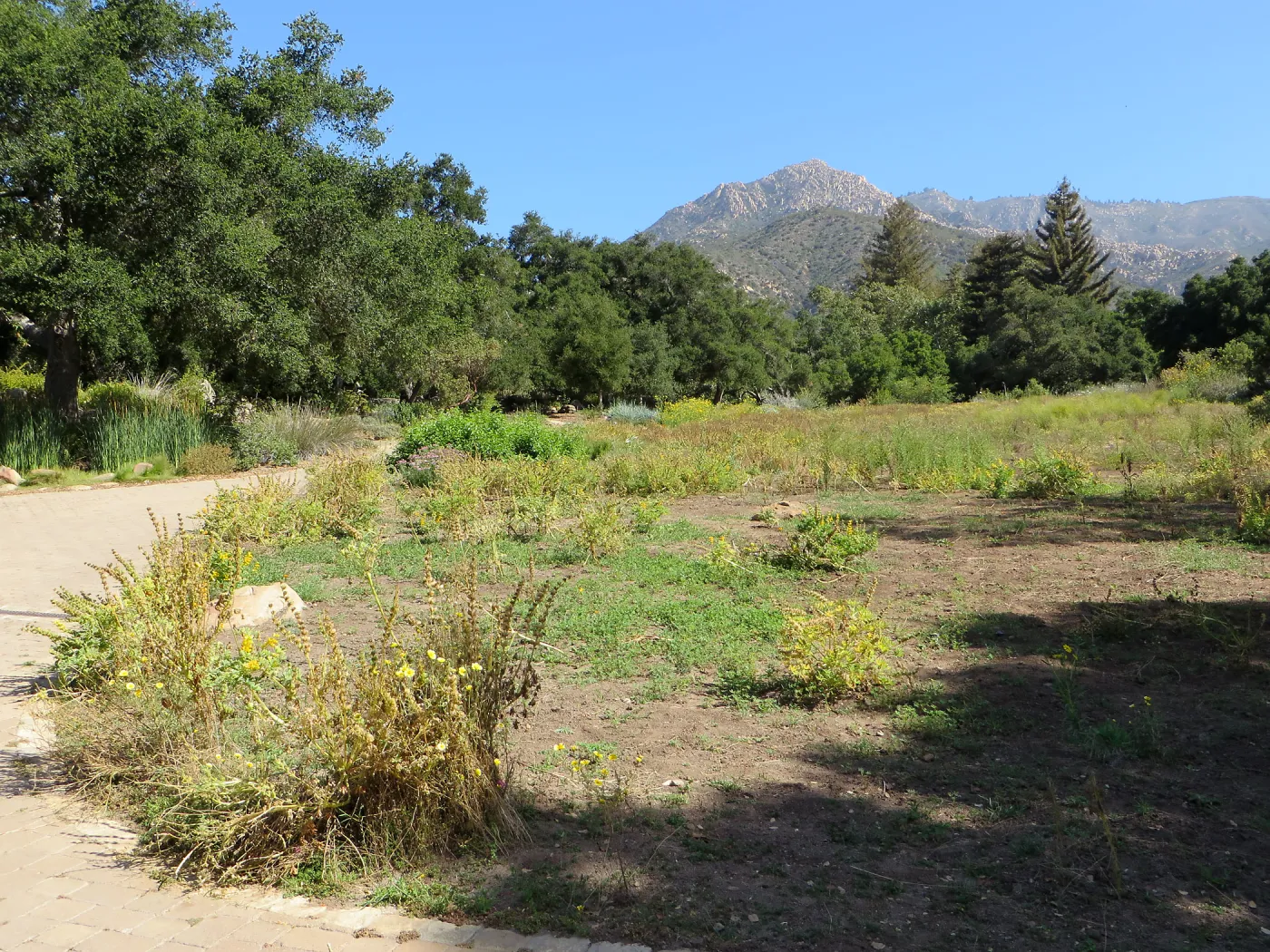 SBBG Meadow