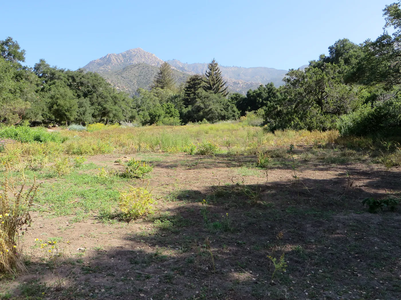 SBBG Meadow