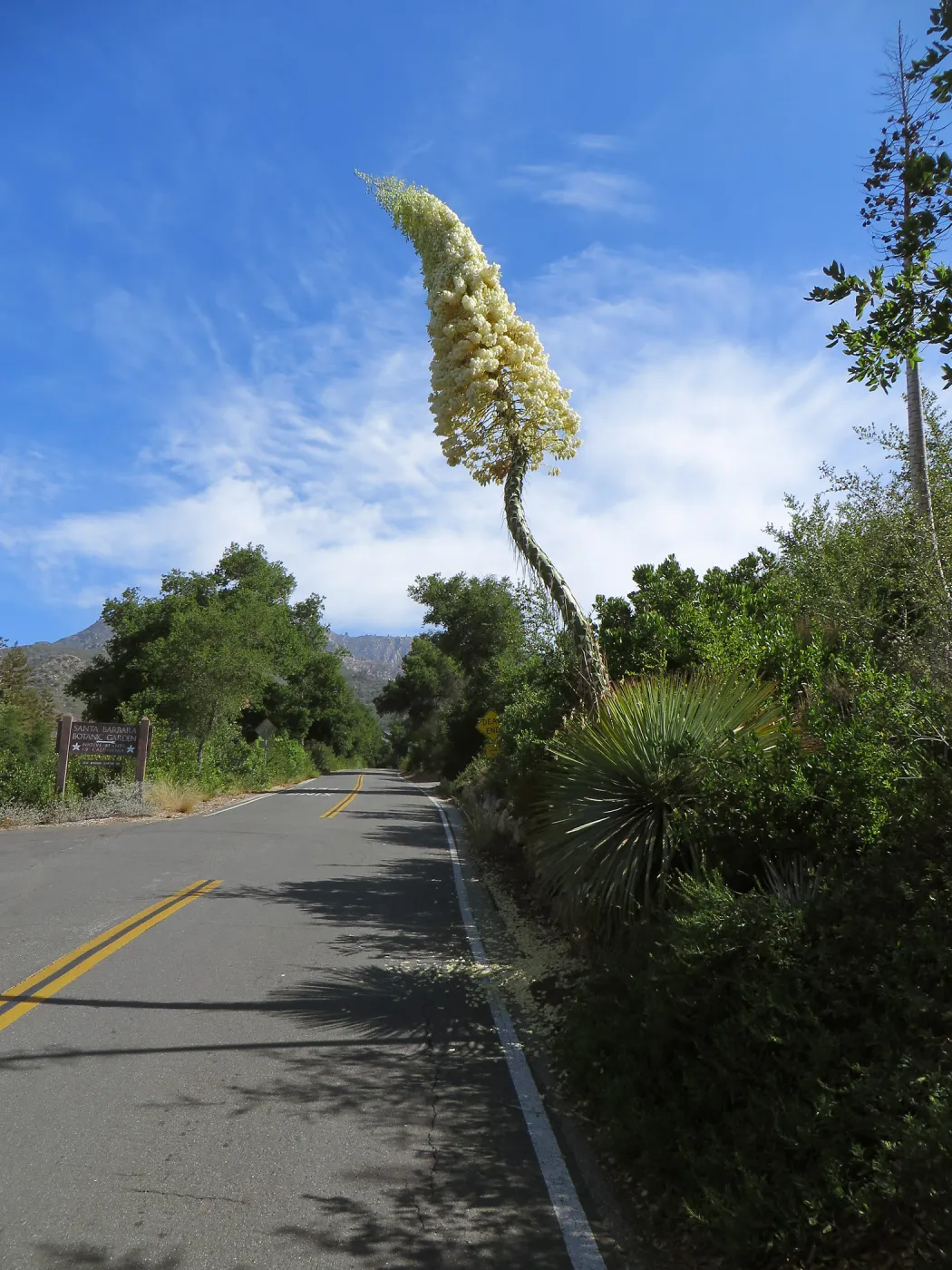 Yucca whipplei blossom, Mission Canyon Rd