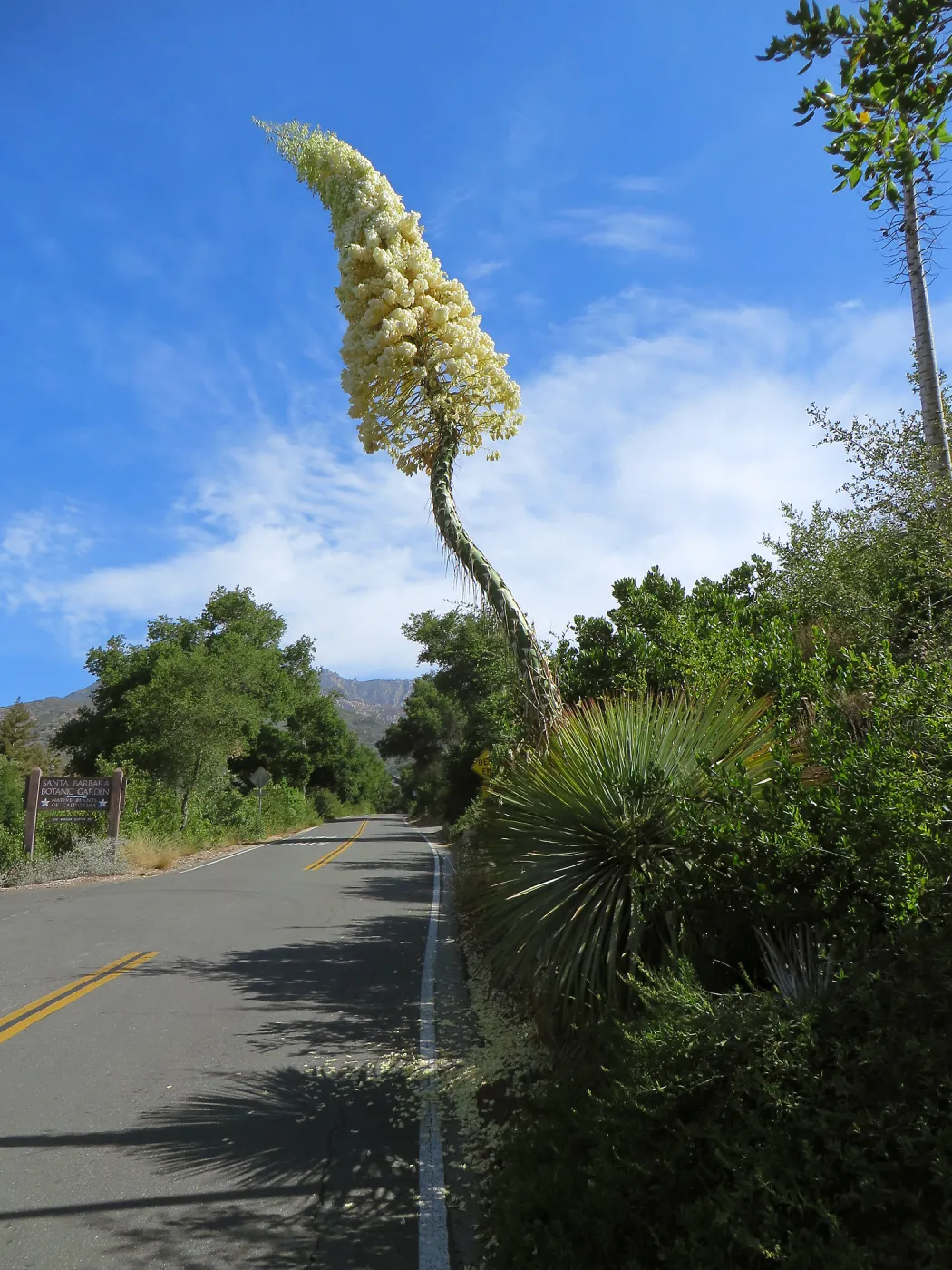 Yucca whipplei blossom, Mission Canyon Rd