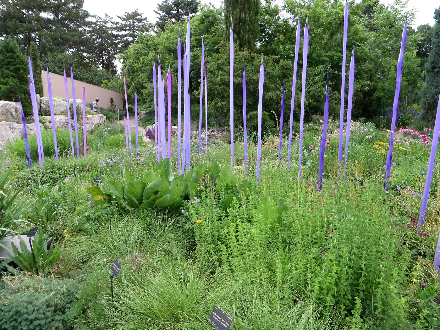 Denver Botanic Garden, APGA meeting. Dale Chihuly scuplture with Muhlenbergia reverchonii, Autumn Embers Muhly Grass