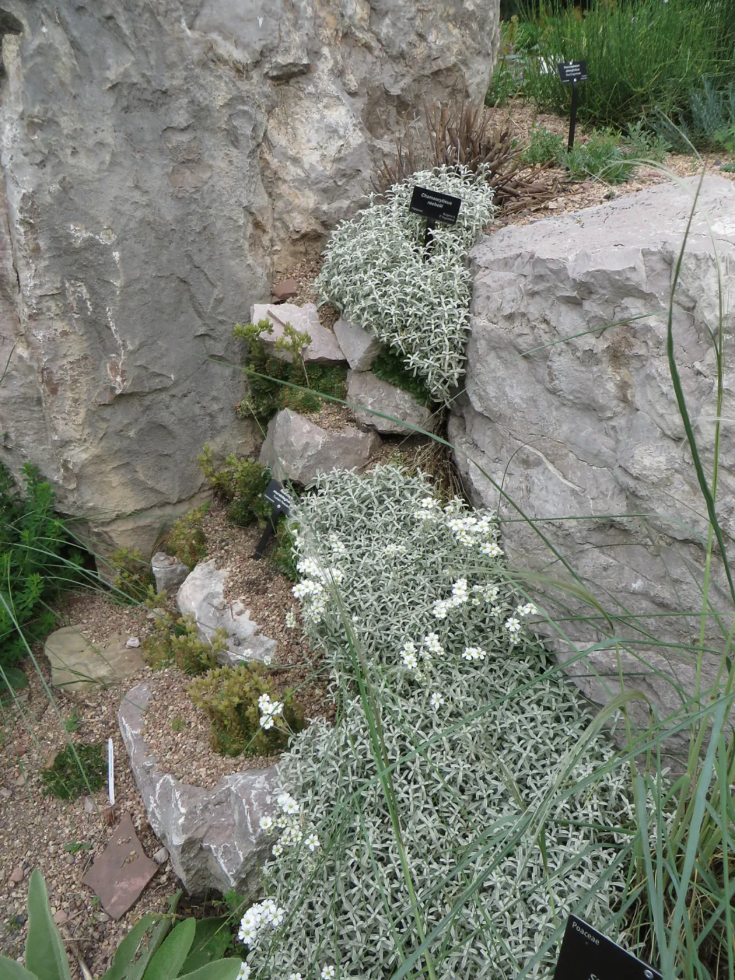 Denver Botanic Garden, APGA meeting, Rosularia (succulent) with Cerastium tomentosum
