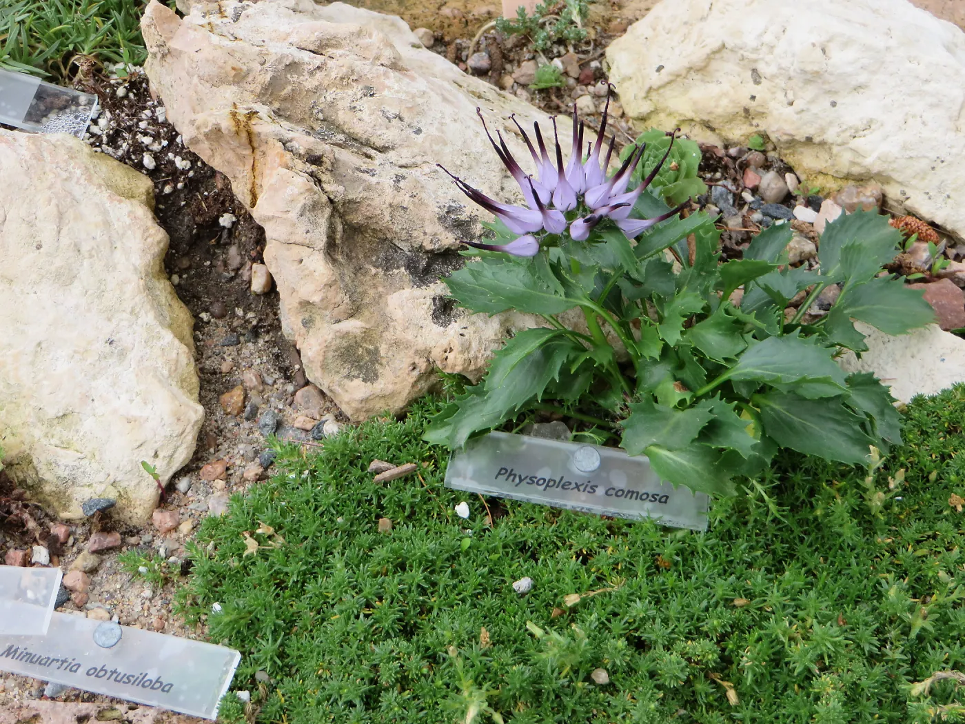 Denver Botanic Garden, APGA meeting. Physoplexis comosa and Minuartia obtusiloba