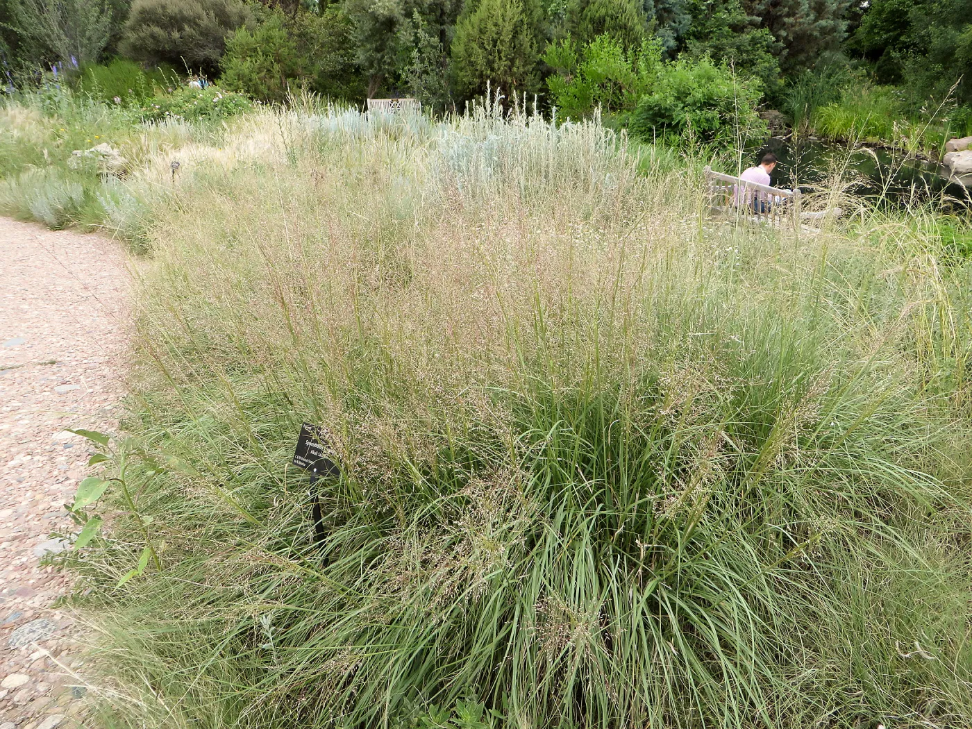 Denver Botanic Garden, APGA meeting. Sporobolus