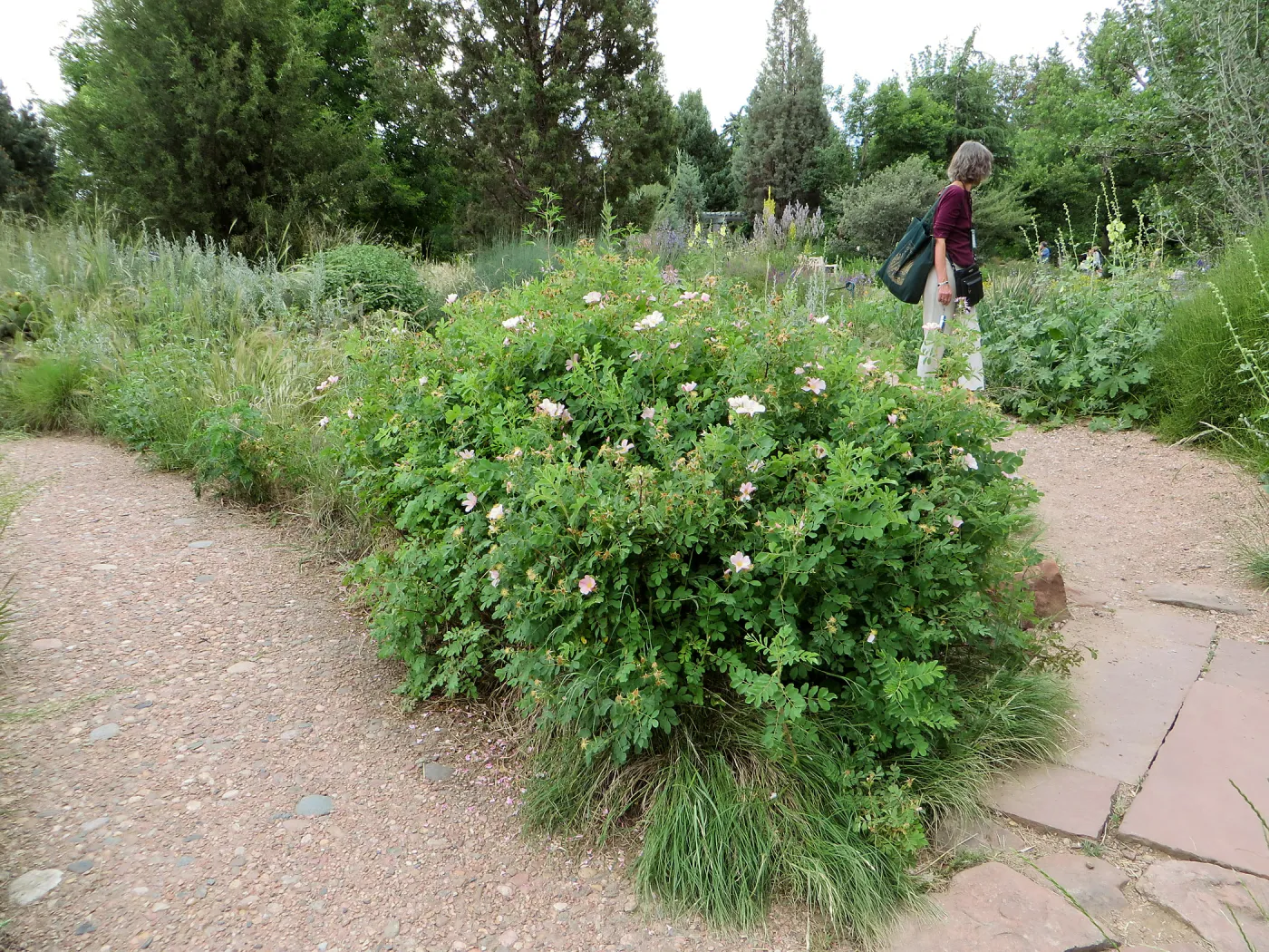 Denver Botanic Garden, APGA meeting. Carol Bornstein, Rosa sp