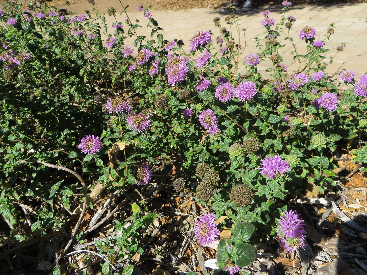 Monardella Russian River