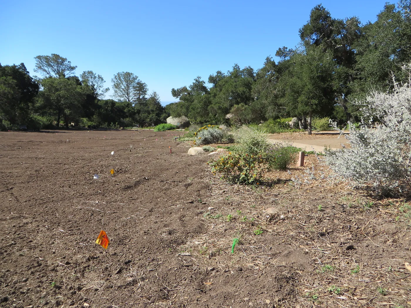 SBBG Meadow