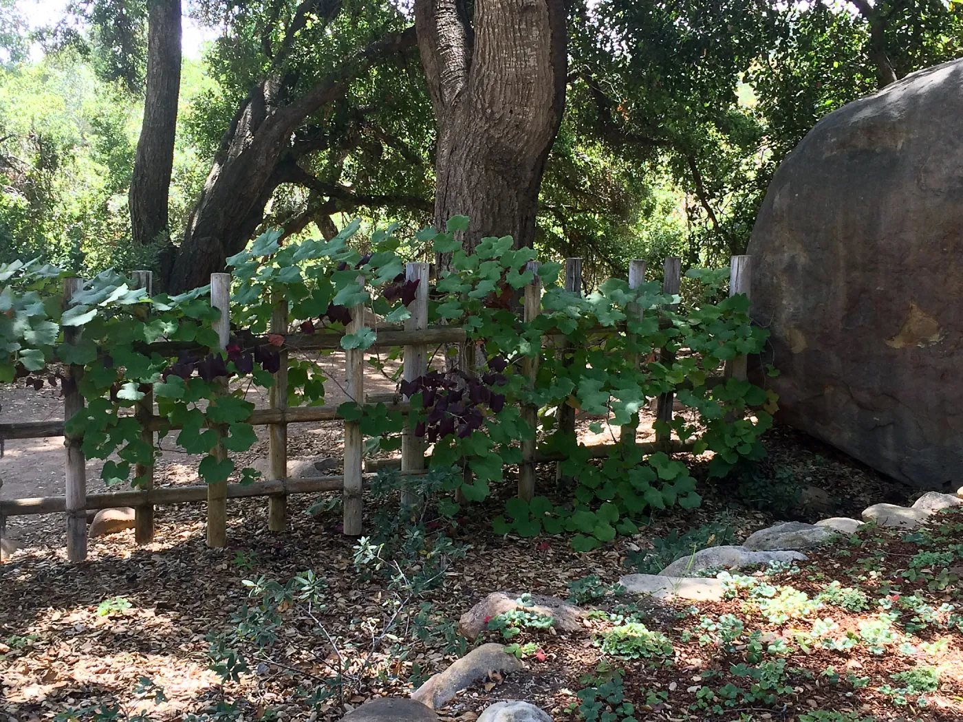SBBG Tea House, Grape vine with unusual burgundy foliage