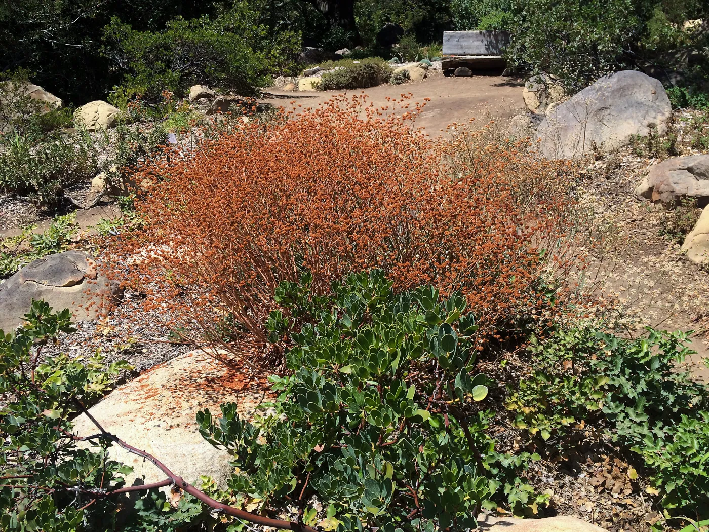 SBBG, Eriogonum (Buckwheat) & Arctostaphylos (Manzanita)
