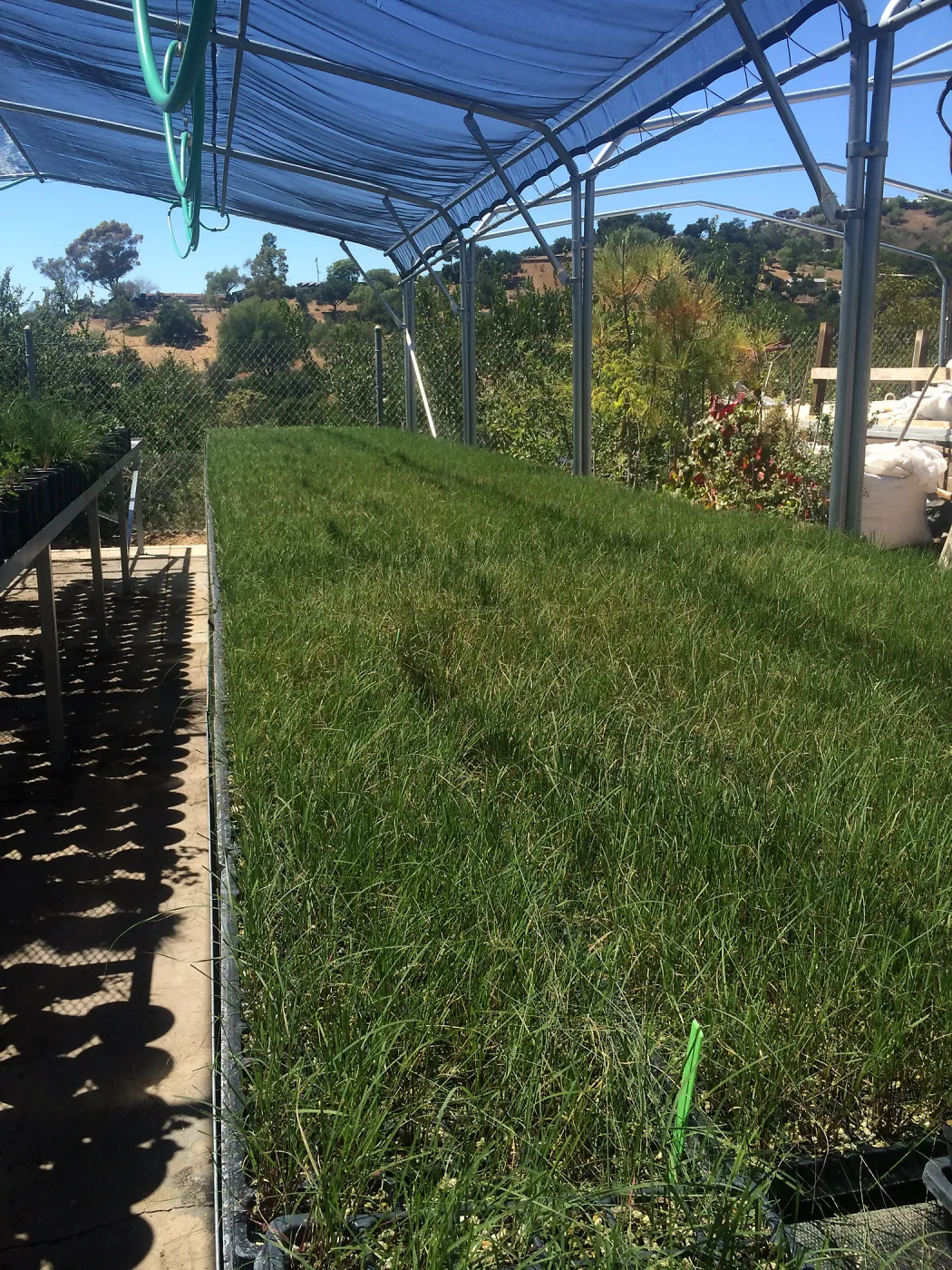 Bouteloua gracilis plugs for Meadow planting