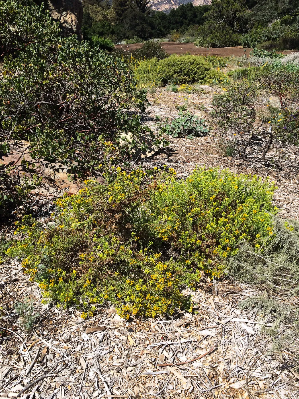 Isocoma menziesii 