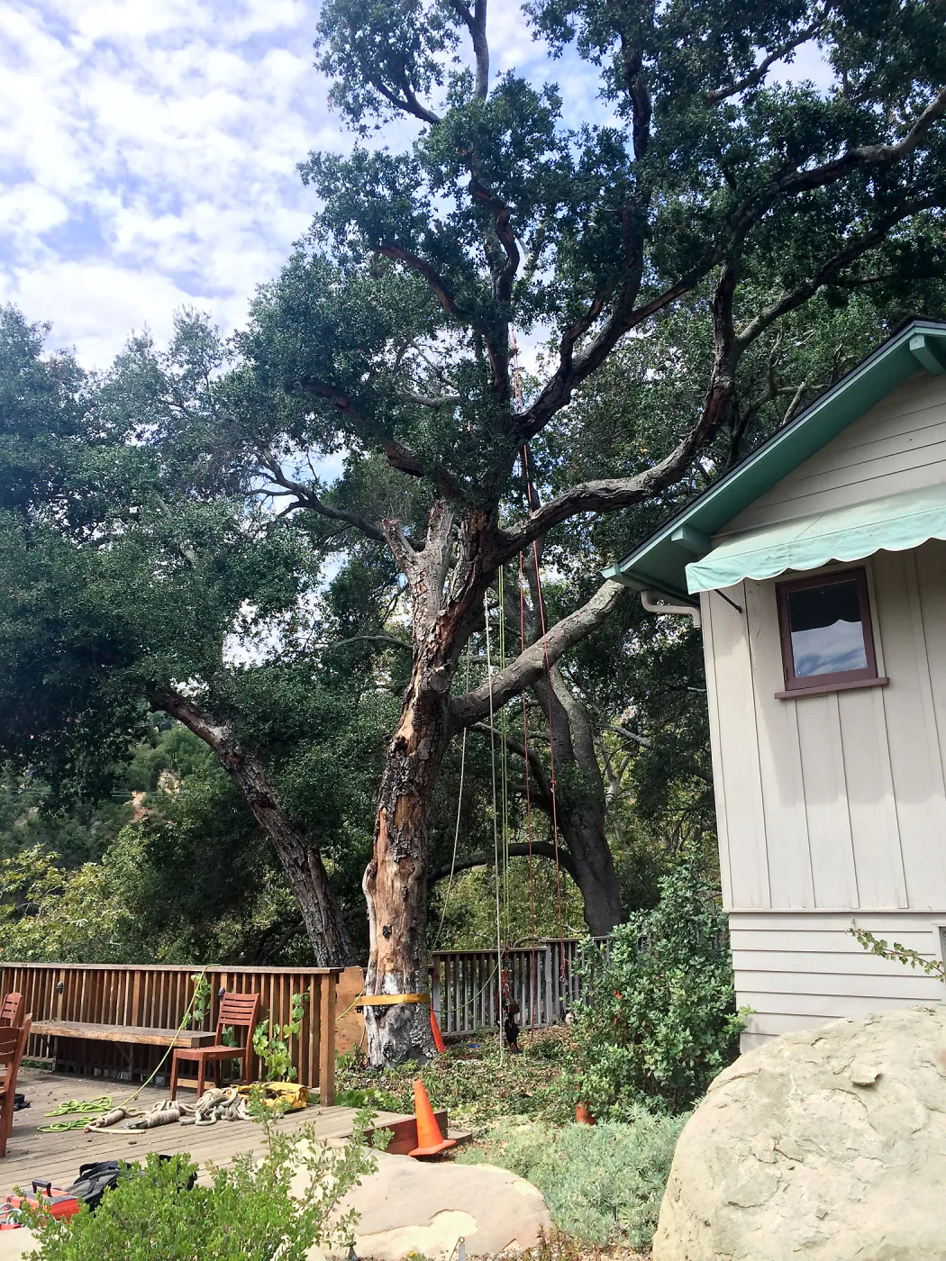 SBBG, Removal of fire damaged oak in Home Demo Garden