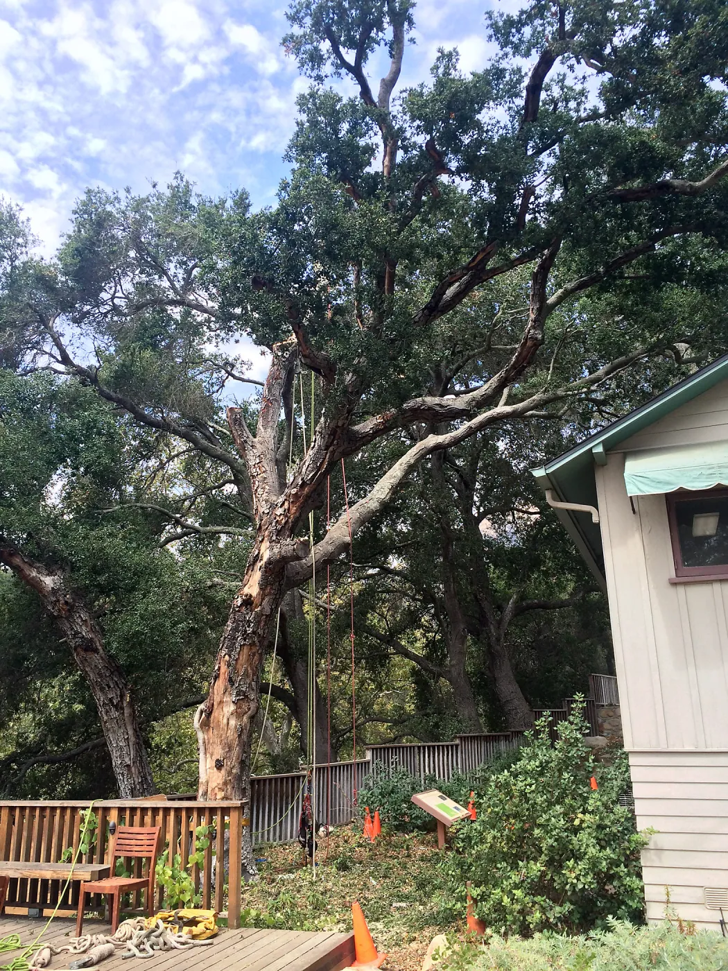 SBBG, Removal of fire damaged oak in Home Demo Garden