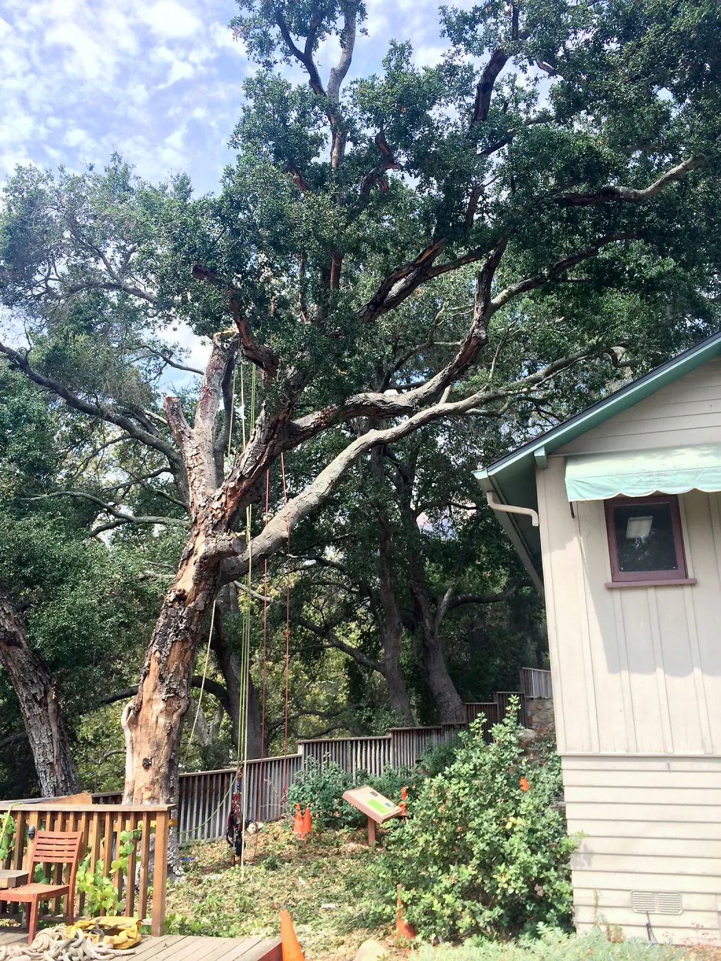 SBBG, Removal of fire damaged oak in Home Demo Garden
