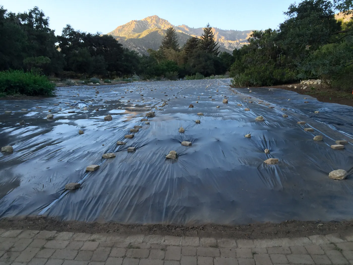 Solarization of SBBG Meadow