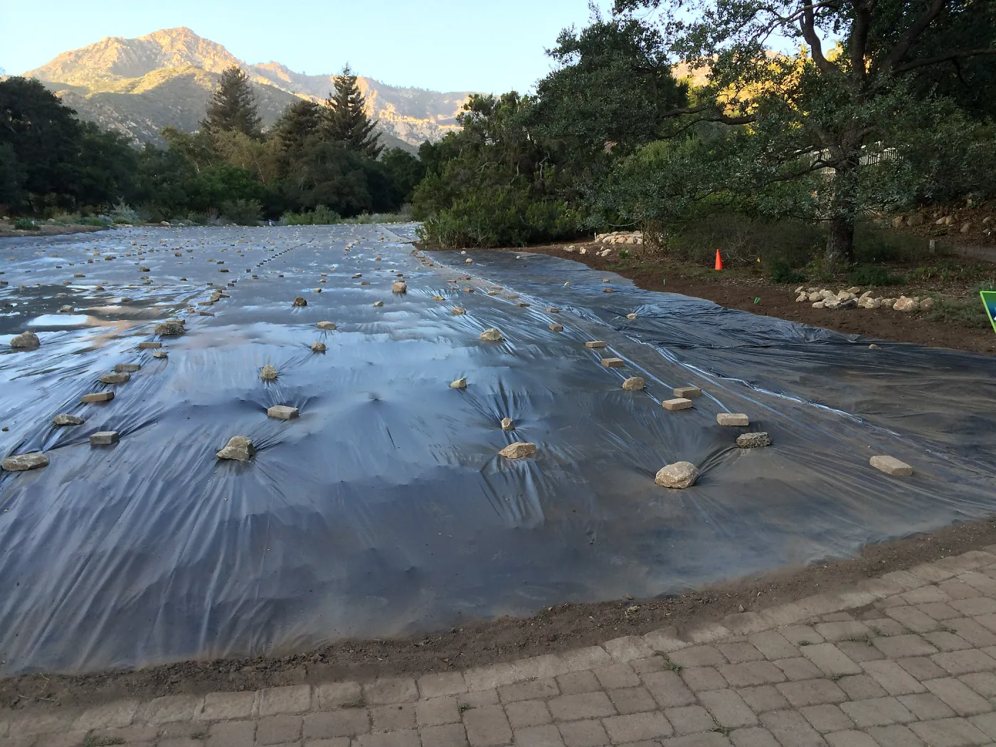 Solarization of SBBG Meadow