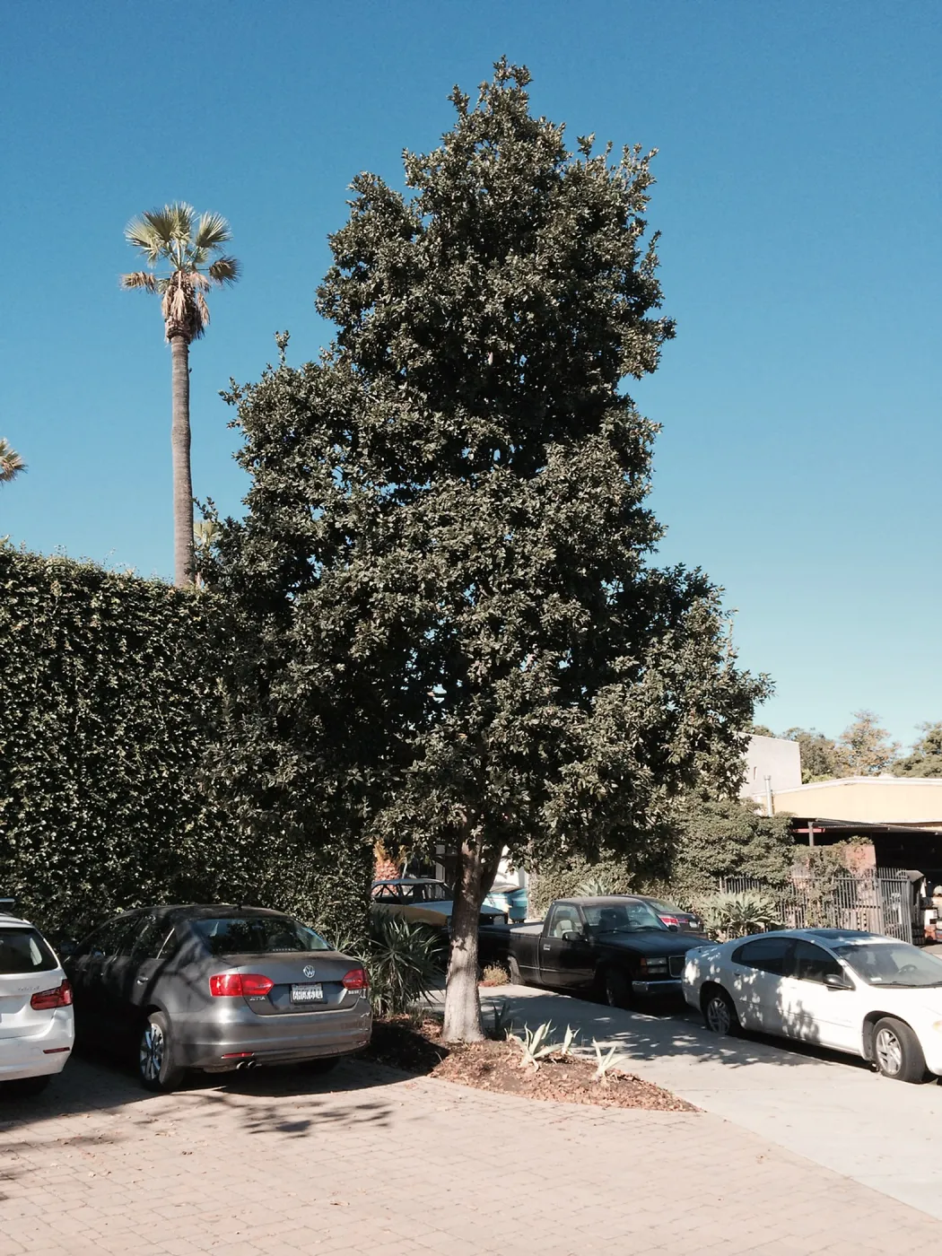 Quercus tomentella at Susan van Atta property